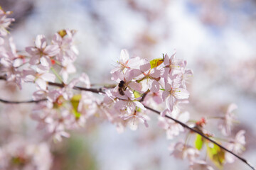 Fototapeta na wymiar Branches of cherry blossoms in focuse flowers. Spring flowering in the garden.