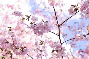 Branches of cherry blossoms in the blue sky. Spring flowering in the garden.