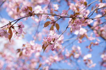 Branches of cherry blossoms in the blue sky. Spring flowering in the garden.