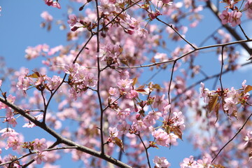 Branches of cherry blossoms in the blue sky. Spring flowering in the garden.