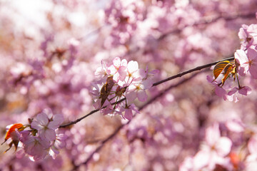 Branches of cherry blossoms in focuse flowers. Spring flowering in the garden.