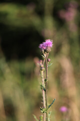Pink thistle close-up, on a green background
