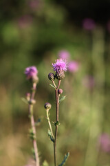 Pink thistle close-up, on a green background