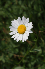 Chamomile close up on green background