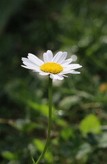Chamomile close up on green background