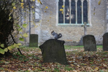 Squirrel in the cemetery