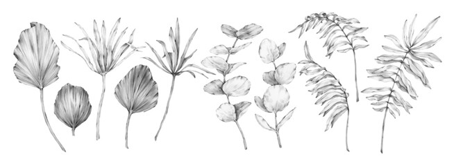 Big collection of different tropical leaves drawn in black and white graphics on a white background. For interior, postcards, patterns, prints and other design