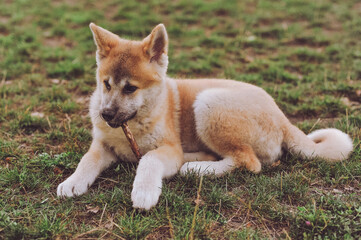 Naklejka na ściany i meble Akita Inu puppy lies on the grass and gnaws a stick. Purebred Akita Inu 6 month old dog playing outdoor
