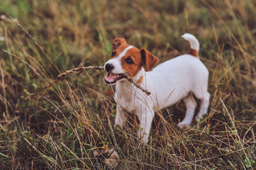 Little jack russell puppy holding a stick in his teeth while walking outdoor. Happy dog