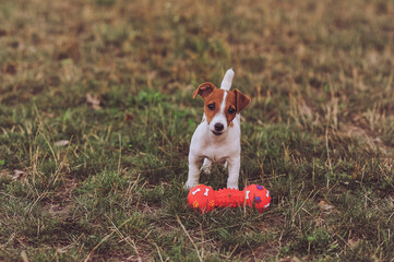 Portrait of cute Jack Russell Terrier puppy playing with toy weight on nature. Dog playing outdoor.
