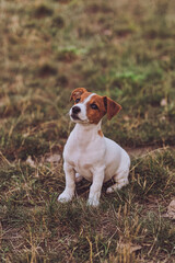 Portrait of cute Jack Russell Terrier puppy sitting and looking up in the park. Happy dog