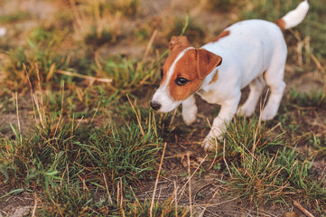 Portrait of cute jack russell terrier puppy walking outdoor.  Copy space for text