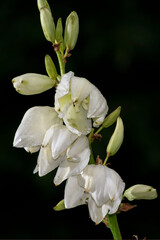 Obraz premium Vertical Photograph, of isolated Yucca plants white flowers with light green tent and dark green, unopen buds and limbs against a dark background. AKA Adam’s needle, amazing nature Picture, Photo