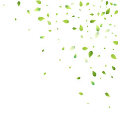 Leaves Green Falling Flying Foliage Leaf Tea Mint