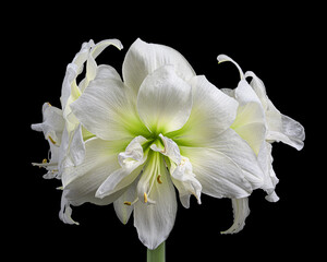 Beautiful Hippeastrum white flowers inflorescence with green stem isolated on black background. Studio close-up shot.