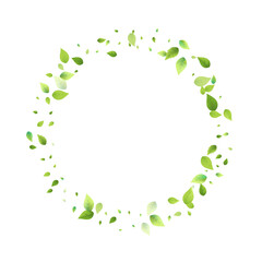 Leaves Green Falling Flying Foliage Leaf Tea Mint