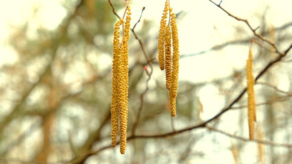 Birch earrings in the spring forest against the background of trees