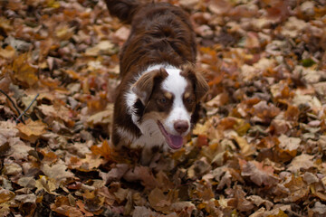Australian Shepard