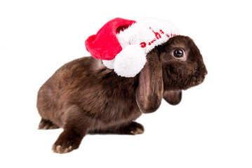 Cute fluffy bunny in Santa hat on white background