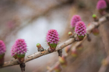 lilac branch with buds