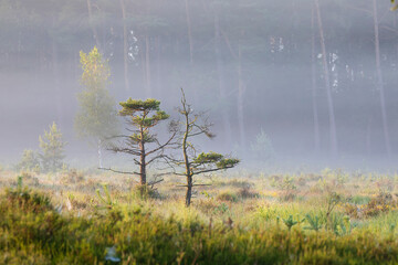 beautiful pine trees on marsh in mist