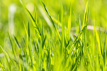 fresh juicy grass in sunshine - 499468538