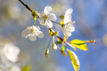 cherry tree blossom over blue sky