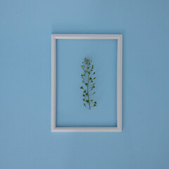 Garden spring plant in white frame on  blue background. Flat lay concept.
