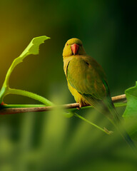 green parrot on a branch