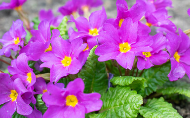 Fototapeta premium clump of spring flowers, close-up