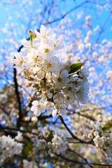 Blüte der Wildkirschen