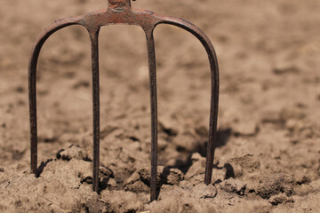 Fototapeta na wymiar Pitchfork is a manual agricultural tool. The pitchfork is stuck into the ground.
