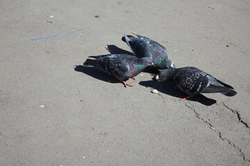 many pigeons on the sidewalk in the city center
