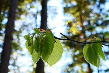 Laubaustrieb im Frühling