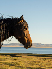 calm horse head by a song-kul lake