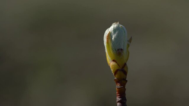 Whitebeam budding in spring (Sorbus aria) - (4K)