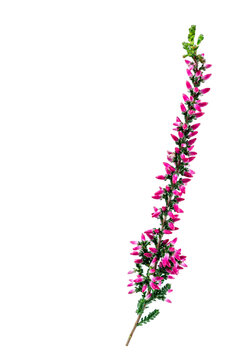 Sprig of heather (calluna vulgaris) close-up on white background.