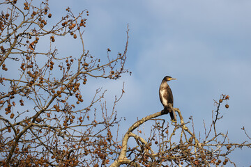 Great cormorant in a park in western Paris Ile de France France.