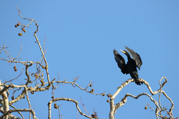 Great cormorant in a park in western Paris Ile de France France.