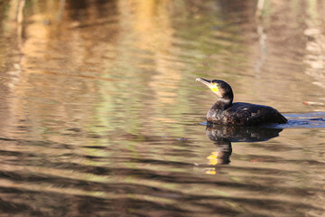 Great cormorant in a park in western Paris Ile de France France.