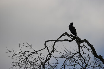 Great cormorant in a park in western Paris Ile de France France.