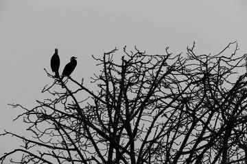 Great cormorant in a park in western Paris Ile de France France.