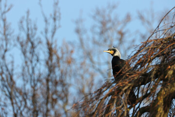 Great cormorant in a park in western Paris Ile de France France.
