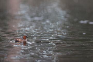 Little Grebe in a park in Paris Ile de France France.