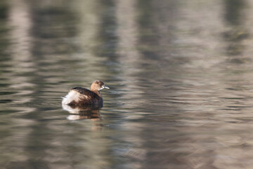 Little Grebe in a park in Paris Ile de France France.