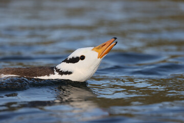 Bar-headed goose or tiger goose in a park in Paris France.