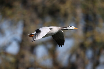 Bar-headed goose or tiger goose in a park in Paris France.