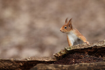 Eurasian squirrel in a park in Paris Ile de France France.