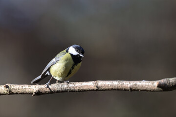 Obraz premium Great tit in a park in Paris Ile de France France.