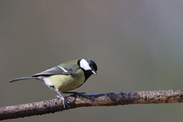 Obraz premium Great tit in a park in Paris Ile de France France.